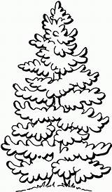 Pine Clip Tree Trees Library Clipart Coloring sketch template