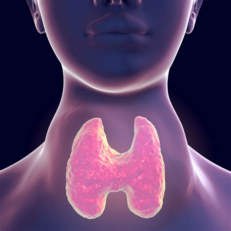 hypothyroidism  hashimotos disease  thyroid gland part  pilates  dulwich