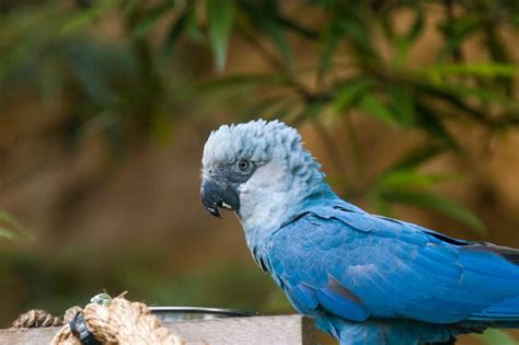 spixs macaw extinct pet keen