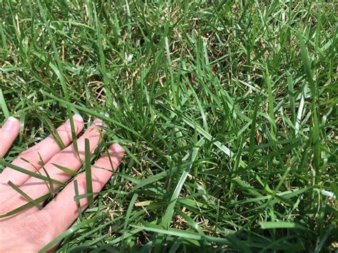 ky  tall lawn fescue lawn grass seed nixa hardware seed company