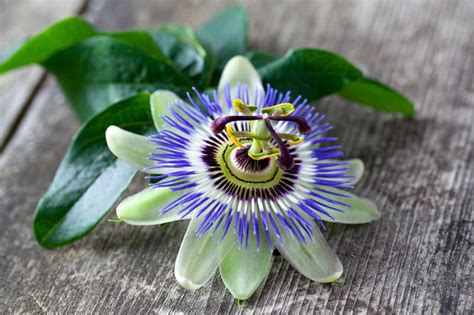 passionsblume wirkung und anwendung der heilpflanze emedi
