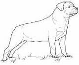 Coloring Dog Pages Rottweiler Printable Print sketch template