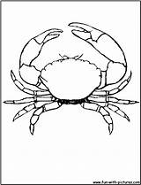 Crab Coloring Pages Stone Printable Kids Drawing Blue Template Crabs Print Sketch Animals Fun Animalplace Visit Animal sketch template