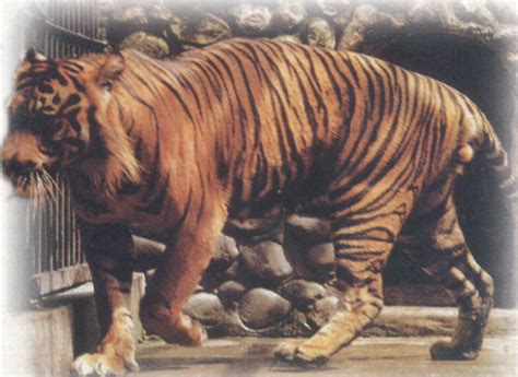 extinct subspecies tigers