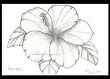 Bunga Raya Lukisan Mewarna Hitam Raflesia Corak Fantastis Cikimm sketch template