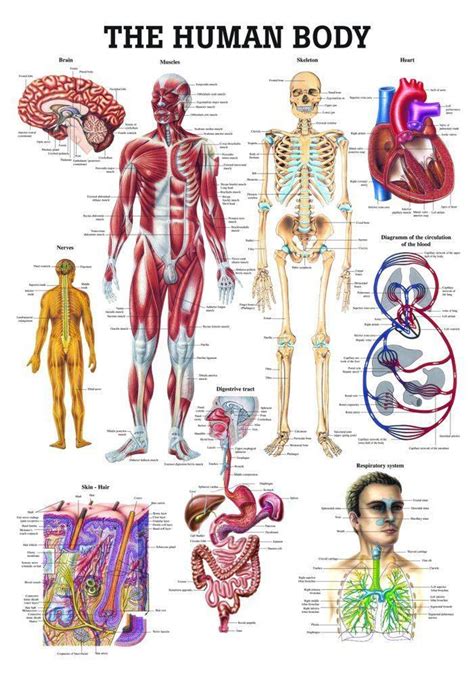 anatomy poster  human body