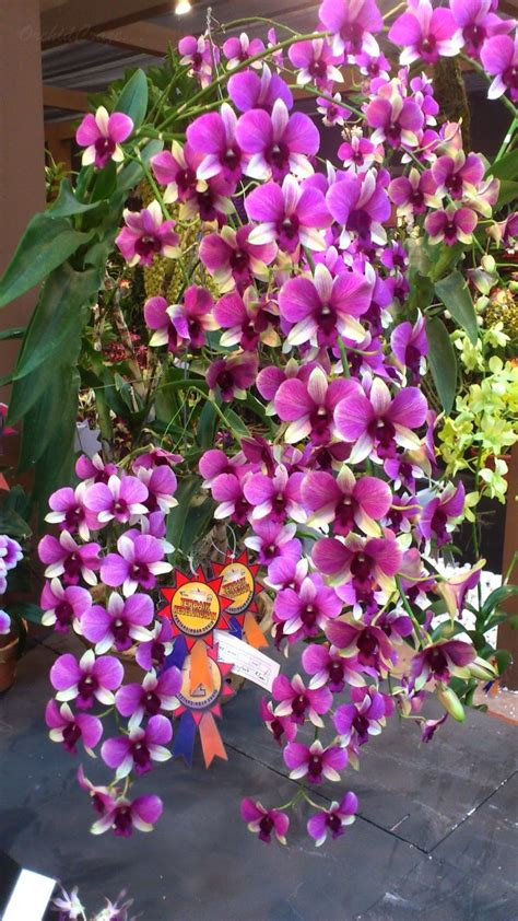 2187 Best Orchids Images On Pinterest Beautiful Flowers