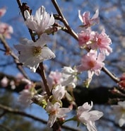 しずかの桜 に対する画像結果.サイズ: 177 x 185。ソース: gomatama55.cocolog-nifty.com
