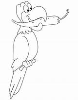 Chilli Parrot Drawing Beak Coloring Getdrawings sketch template