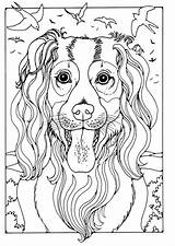 Collie Coloring Pages Edupics Adult Color Dog Printable Horse Sheets Choose Board Print Large sketch template