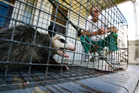 opossum trapping man wants help getting rid of them