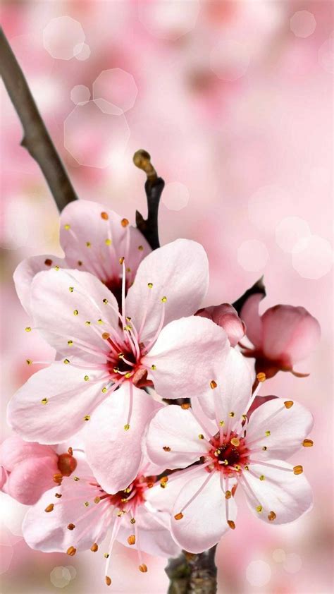 cherry blossom wallpaper nawpic