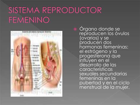 Ppt El Ciclo Vital Powerpoint Presentation Free Download Id 2044244