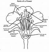 Flower Parts Dissection sketch template