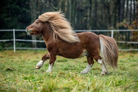 ponies  mini horses  adorable   brighten  day