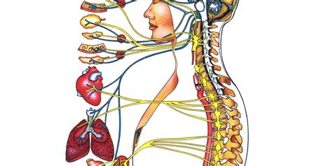 le systeme nerveux autonome selon sahaja yoga