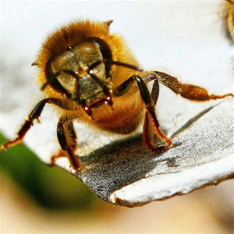 images  bees  close  macro view  pinterest honey bees working girls