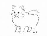 Spitz Coloring Pages sketch template