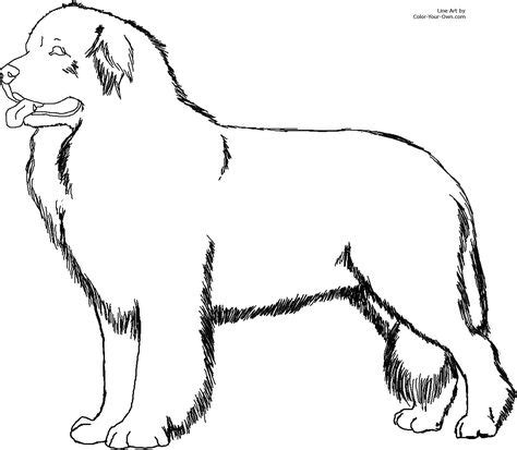 newfoundland dog coloring page dog coloring page puppy coloring