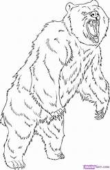 Grizzly Bear Drawing Coloring Draw Step Pages Drawings Standing Animal Dessin Printable Imprimer Bears Coloriage Animals Outline Dragoart Kids Adult sketch template