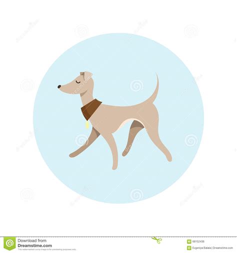 italian greyhound vector vector illustration 79788252
