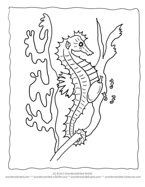 seahorse coloring pages   ocean life pinterest ocean