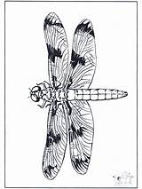 Libellule Libelle Libelula Libelinha Insectes Libellula Insecten Kleurplaat Insetti Insectos Insekten Malvorlagen Coloriages Nukleuren Jetztmalen Desenhos Kleurplaten Fargelegg Colorier Pubblicità sketch template