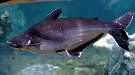 basa fish characteristics reproduction properties