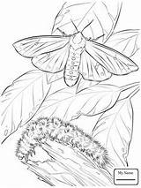 Moth Coloring Pages Color Getcolorings sketch template