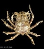 Afbeeldingsresultaten voor "criocarcinus Superciliosus". Grootte: 90 x 100. Bron: www.crustaceology.com