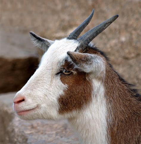 filedomestic goat portrait akajpg wikimedia commons