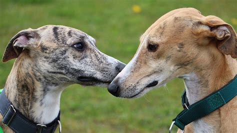 thousands  florida greyhounds    homes  dog racing ban fox news