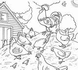 Animals Chickens Rooster Gallinas Calls Breakfast Wonder Granja sketch template