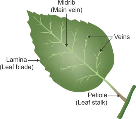 leaf  flower anatomy worksheet answers  flower site
