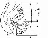 Reproductive Organs Unlabeled Pelvis Exam sketch template