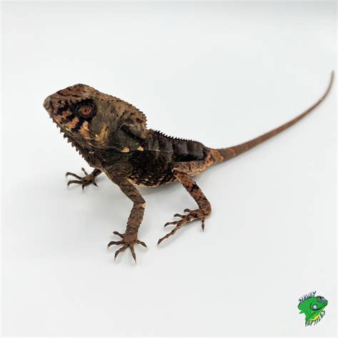 helmeted iguana juvenile  adult strictly reptiles