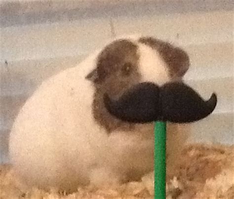 mustache pig  rockiethekitty  deviantart