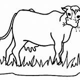 Coloring Cow Grass Eating Hungry Netart Drawing Kids Animals sketch template