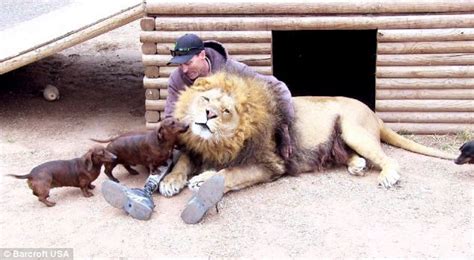 Disabled Lion And His Dachshund Friend Have Been Inseparable Since Cat