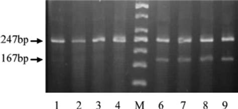 dna electrophoresis pattern obtained after second round of nested pcr