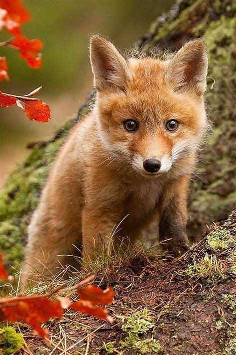 fox photographs images  pinterest foxes wild animals