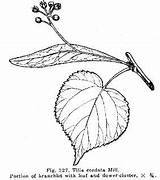 Linden Leaf Tilia Cordata Botanical Tilleul Tatouage Arbre Graphic Feuille Tatouages sketch template