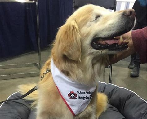 therapy dogs beneficial  hospital staff
