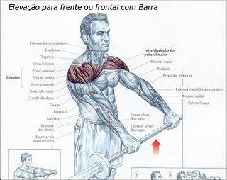 elevacao frontal  barra mapa de exercicios  musculacao