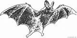 Bat Coloring Vampire Etc Coloring4free Related Posts sketch template