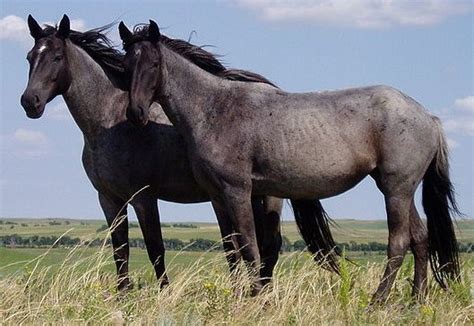 filenokota horses croppedjpg wikimedia commons