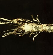 Afbeeldingsresultaten voor "thaumastocheles Japonicus". Grootte: 176 x 185. Bron: catalog.digitalarchives.tw