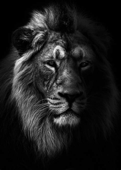 astonishing compilation  full  black lion pictures