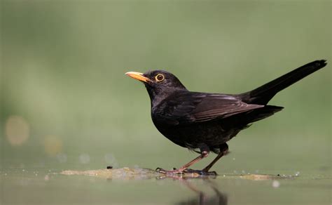 blackbird happy beaks