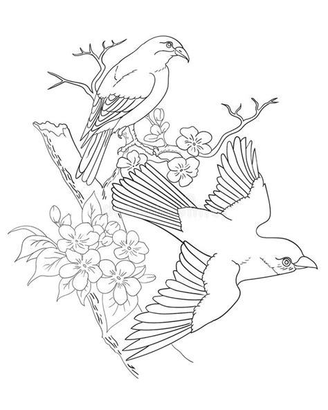 birds  flower  coloring page stock vector illustration  vector